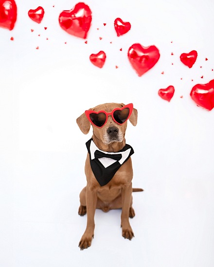 Doggie Lovebug Sessions